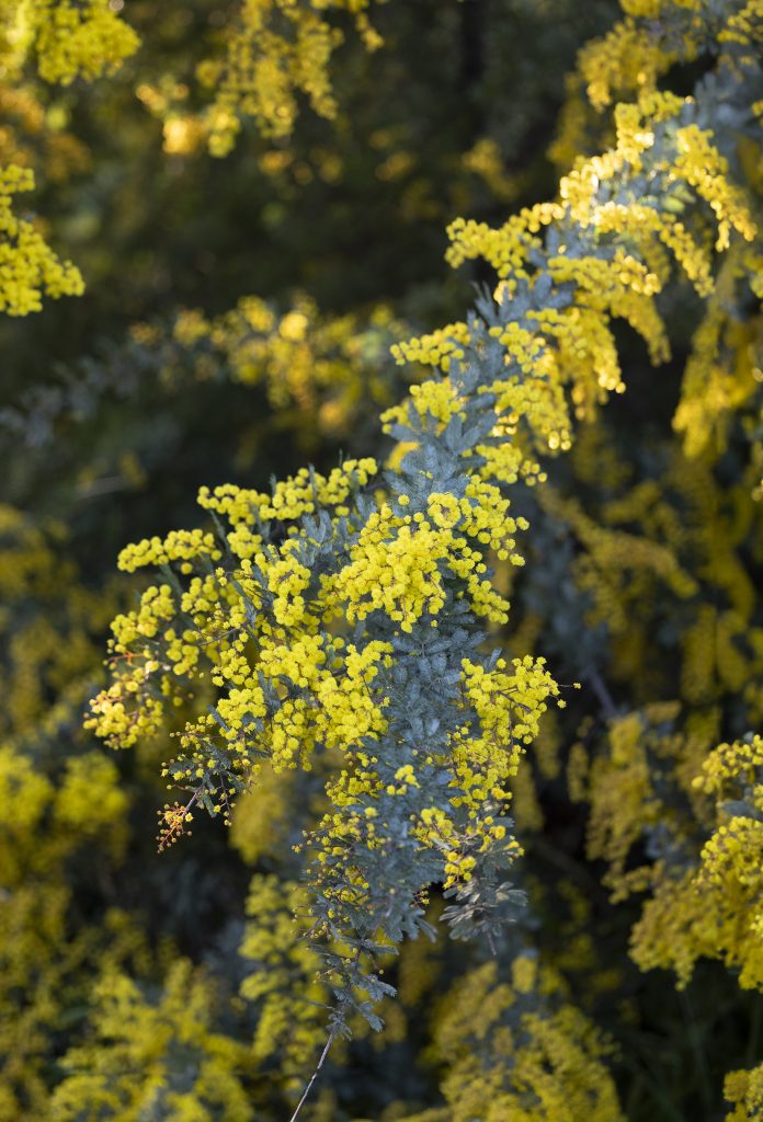 mimosa come curarla e coltivarla