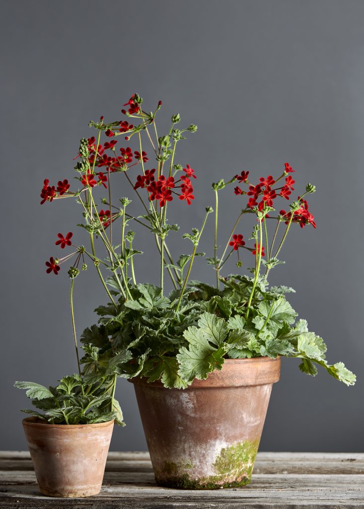coltivare i pelargoni