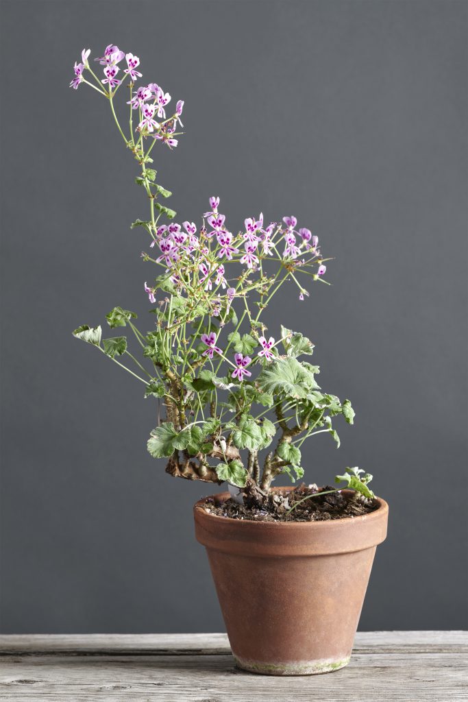 coltivare i pelargoni