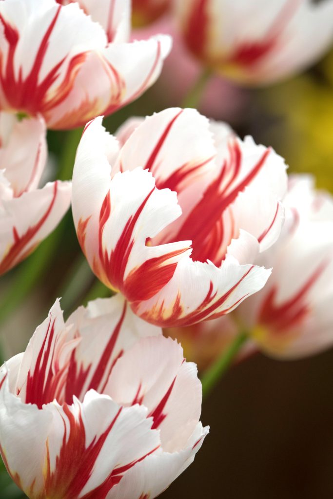 Tulipa 'Happy Generation' - Foto di IPA