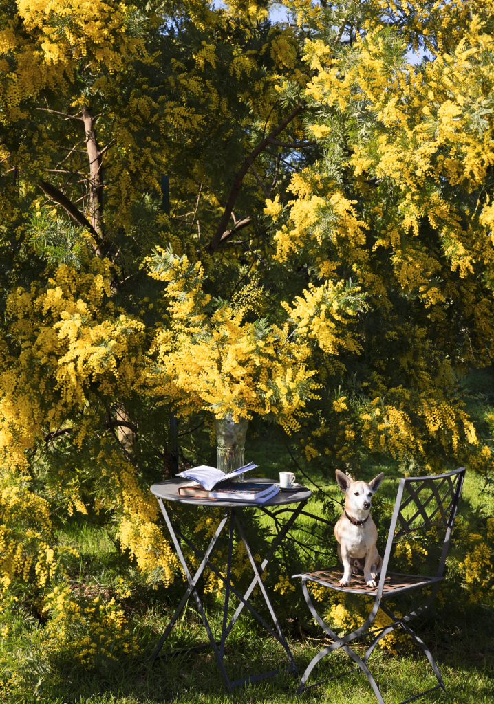 mimosa come coltivarla