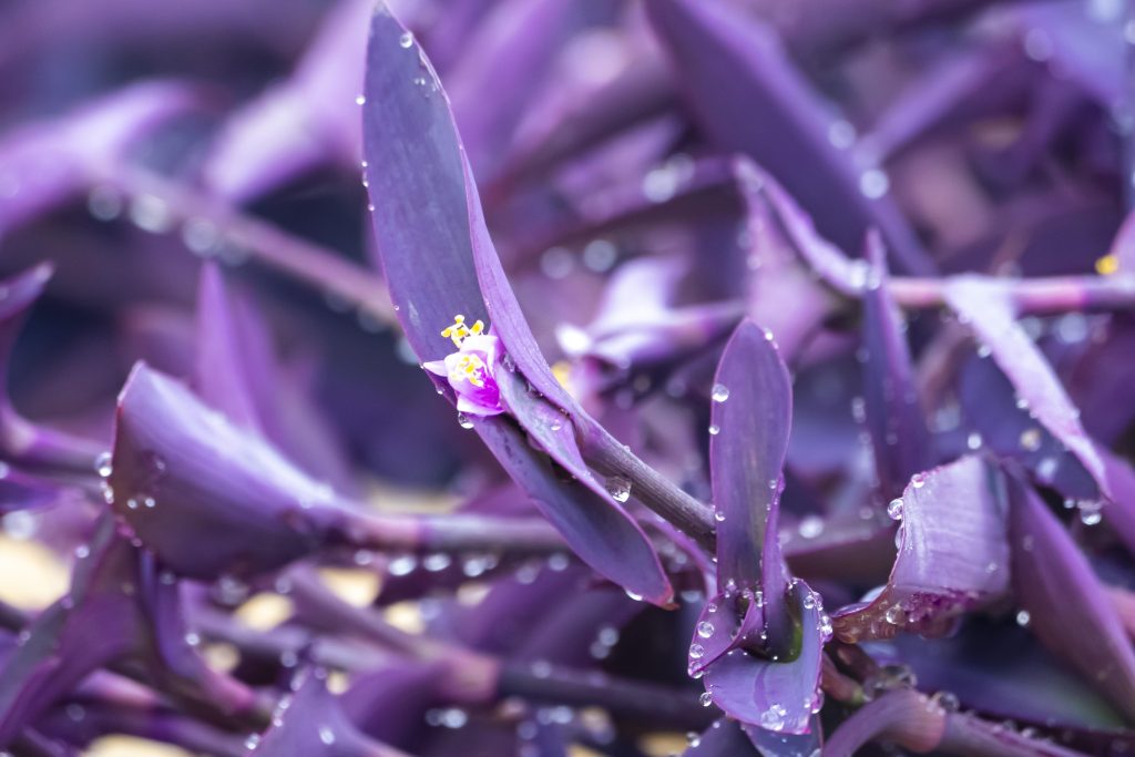 tradescantia pallida