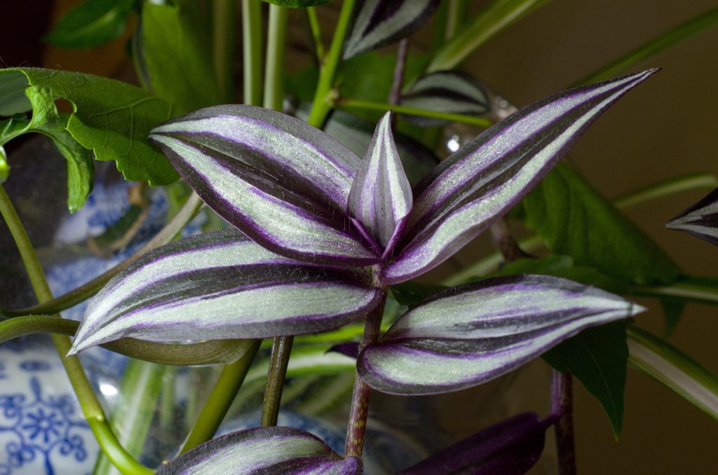 pianta per interni e per il giardino