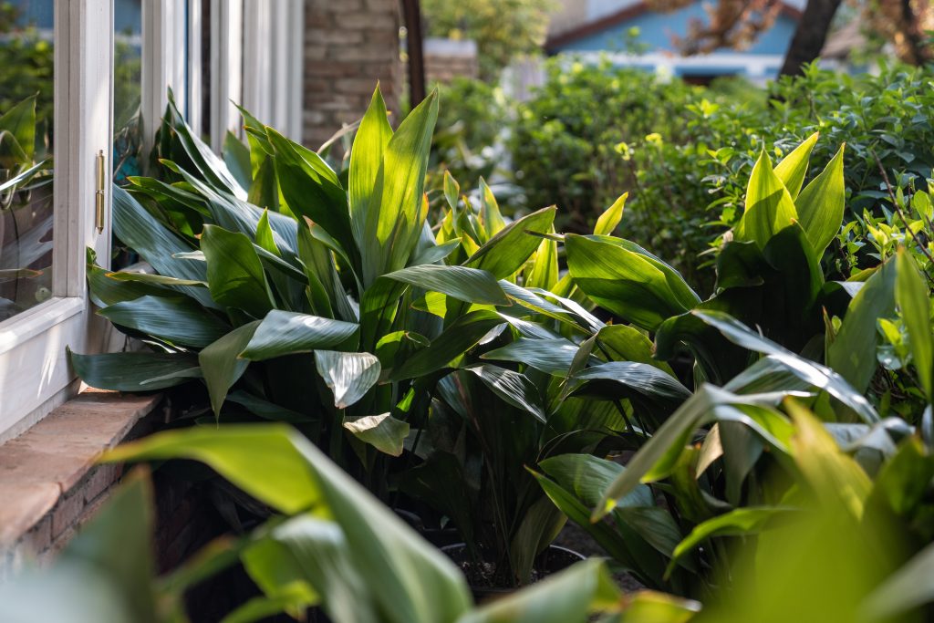 Aspidistra varietà 