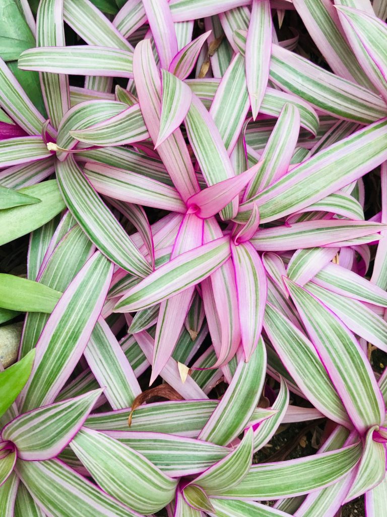 tradescantia spathacea