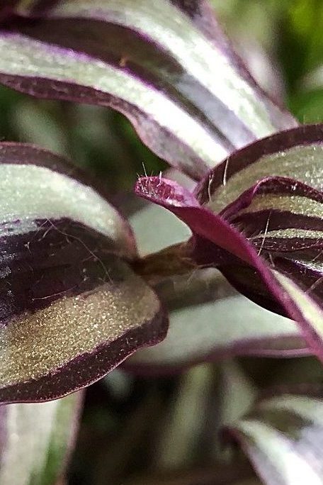 coltivare la tradescantia