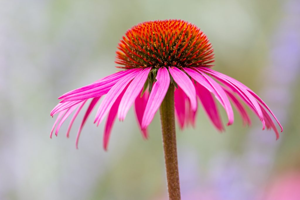 Pianta da esterno ideale per giardini e terrazzi, si adatta perfettamente a diversi terreni e condizioni climatiche.