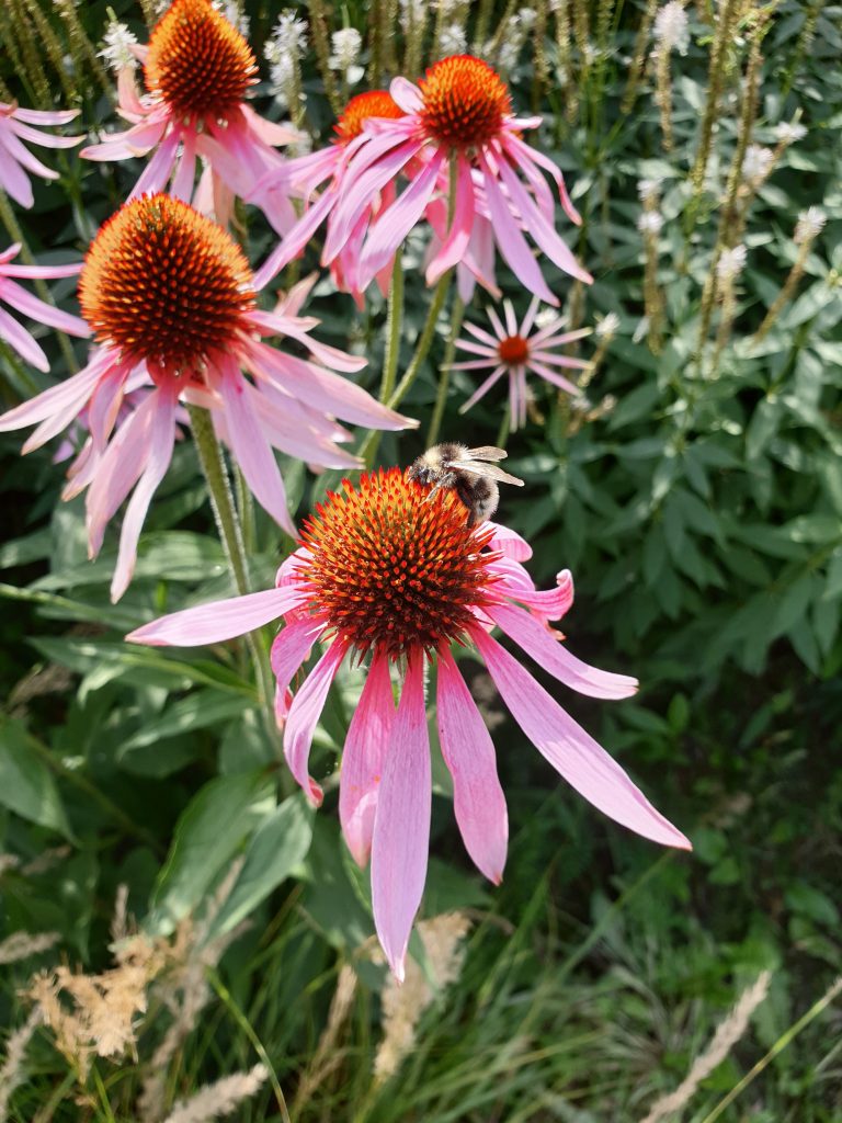 coltivare l'echinacea