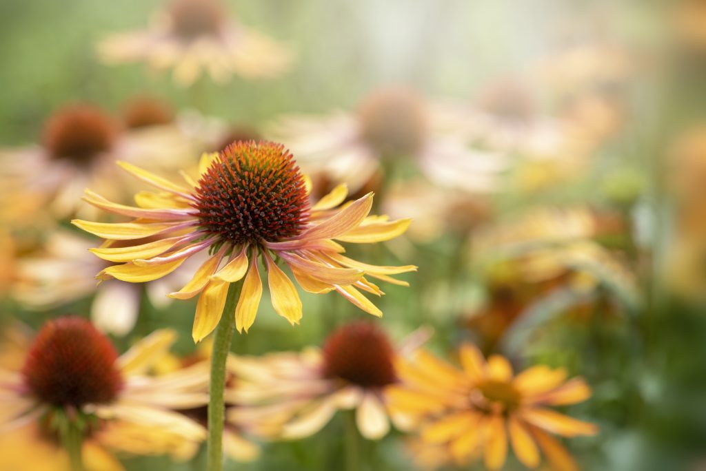 coltivare l'echinacea