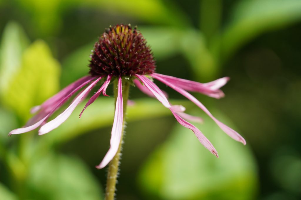 Pianta da esterno che arricchisce giardini e terrazzi, resistente a vari terreni e condizioni climatiche.

