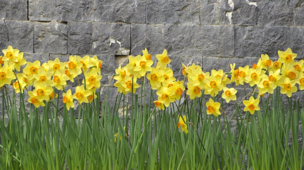Scoprite varietà di narcisi, consigli e tecniche di coltivazione per fiori splendidi che brillano come il sole.