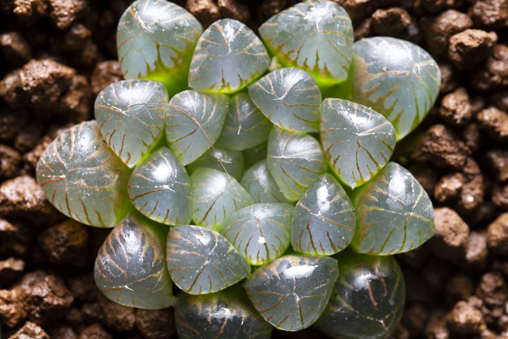 Haworthia cooperi