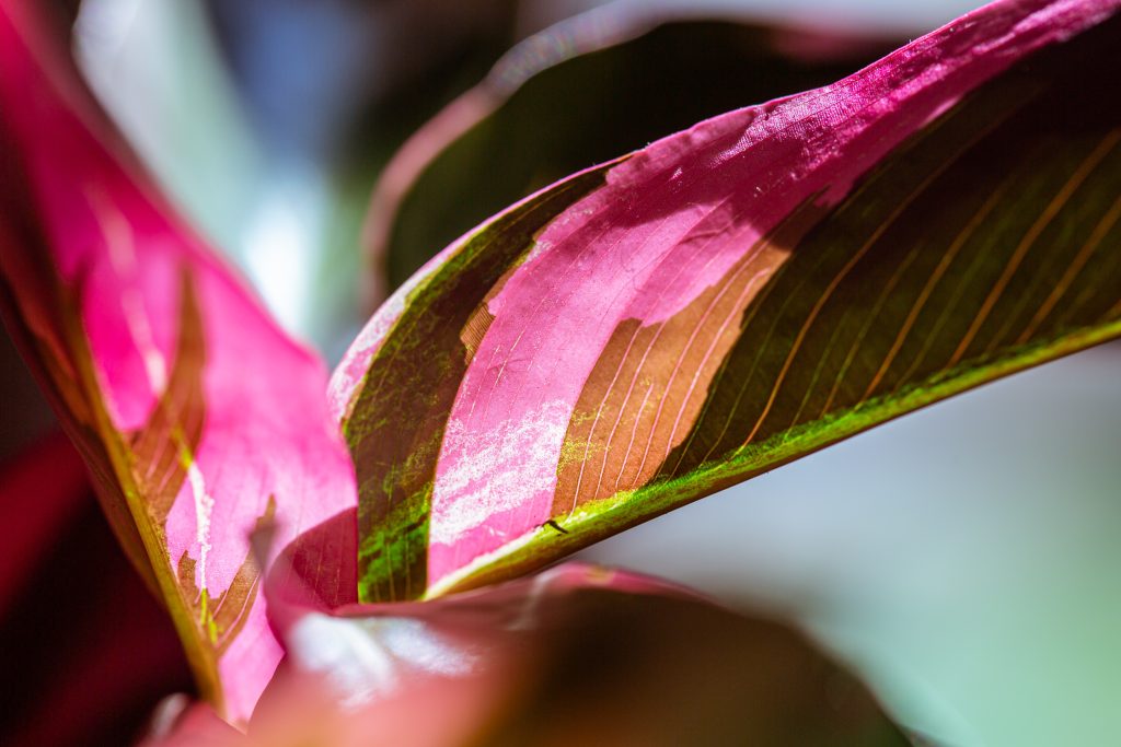 Stromanthe Triostar: pianta della preghiera