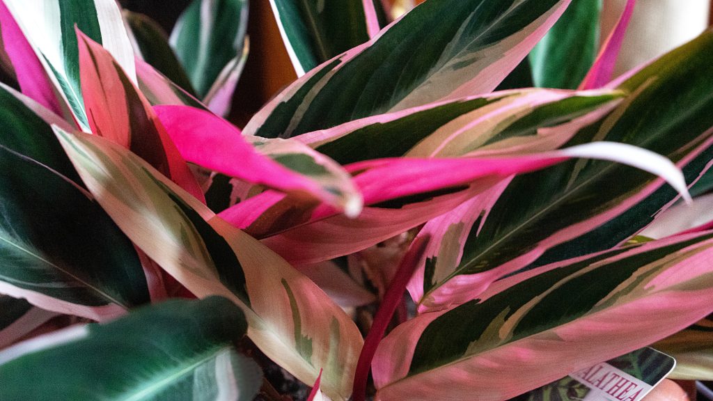 Stromanthe Triostar: pianta della preghiera