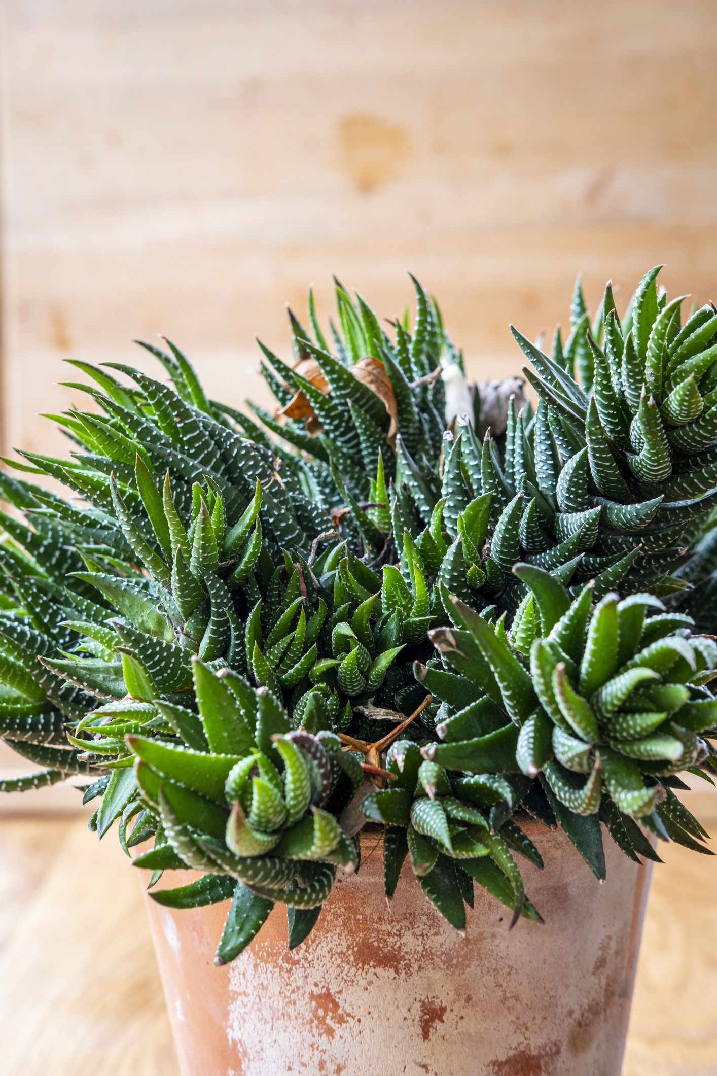 Facile da curare e resistente, l'Haworthia è perfetta per la casa. 