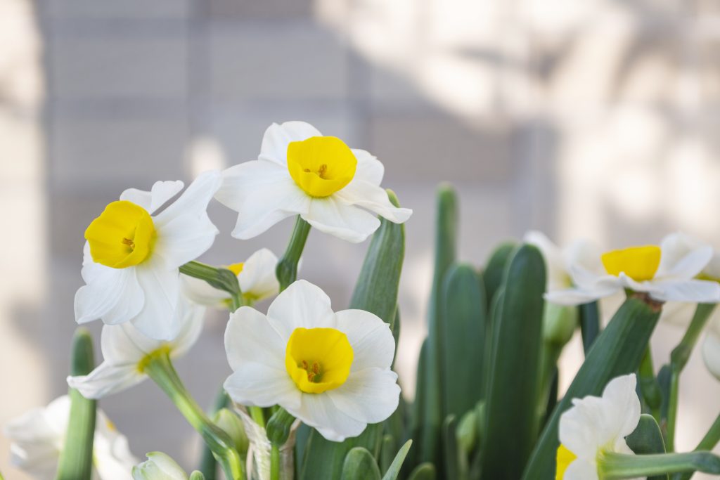 Scoprite le varietà di narcisi e le migliori tecniche di coltivazione per fiori splendidi e luminosi come il sole.
