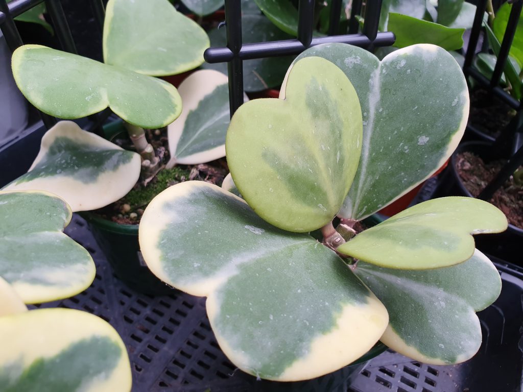 Houa kerrii, o "fiore di cera"
