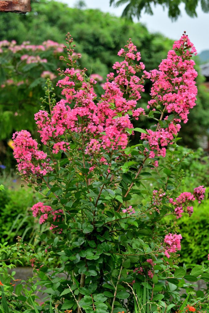 Lagerstroemia coltivazione cura
