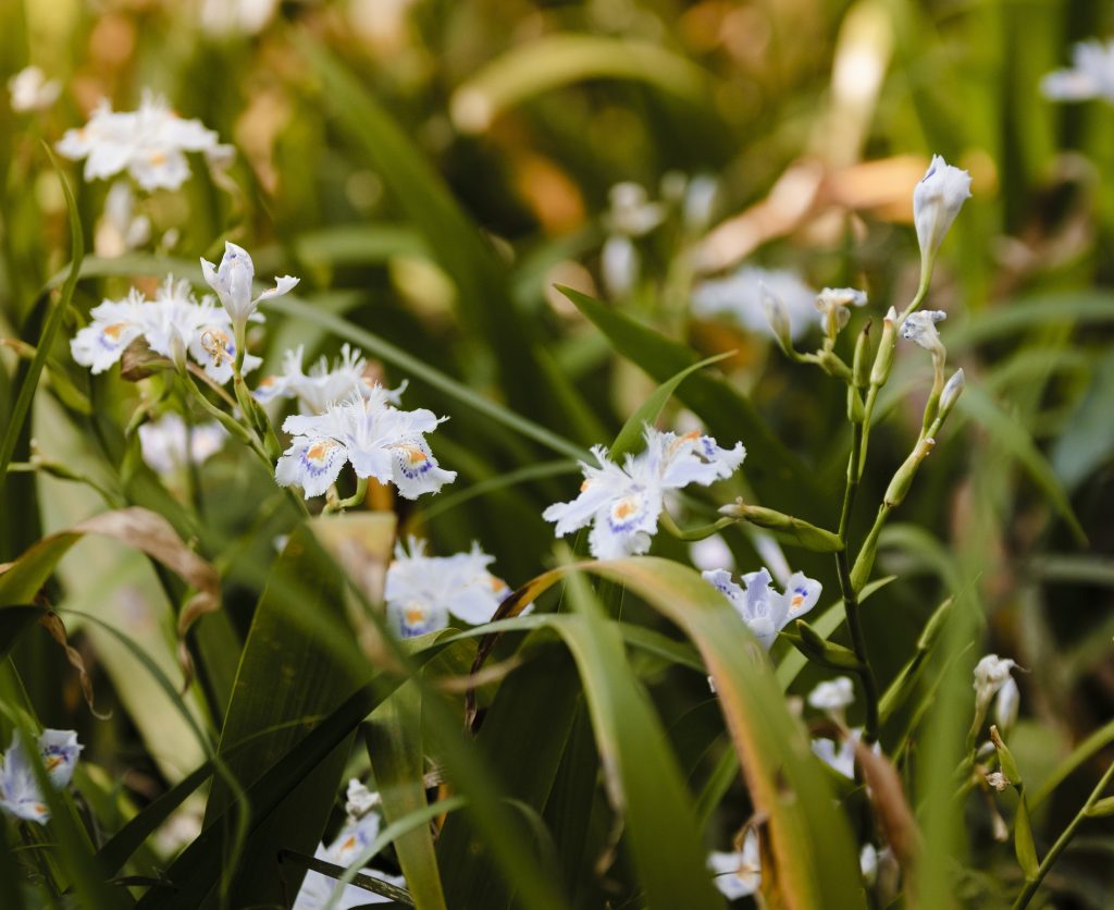 Iris