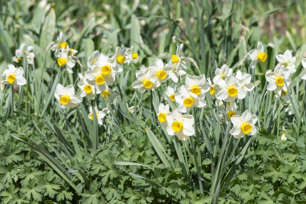 Scoprite le varietà di narcisi, tecniche di coltivazione e segreti per fiori splendidi, proprio come il sole.