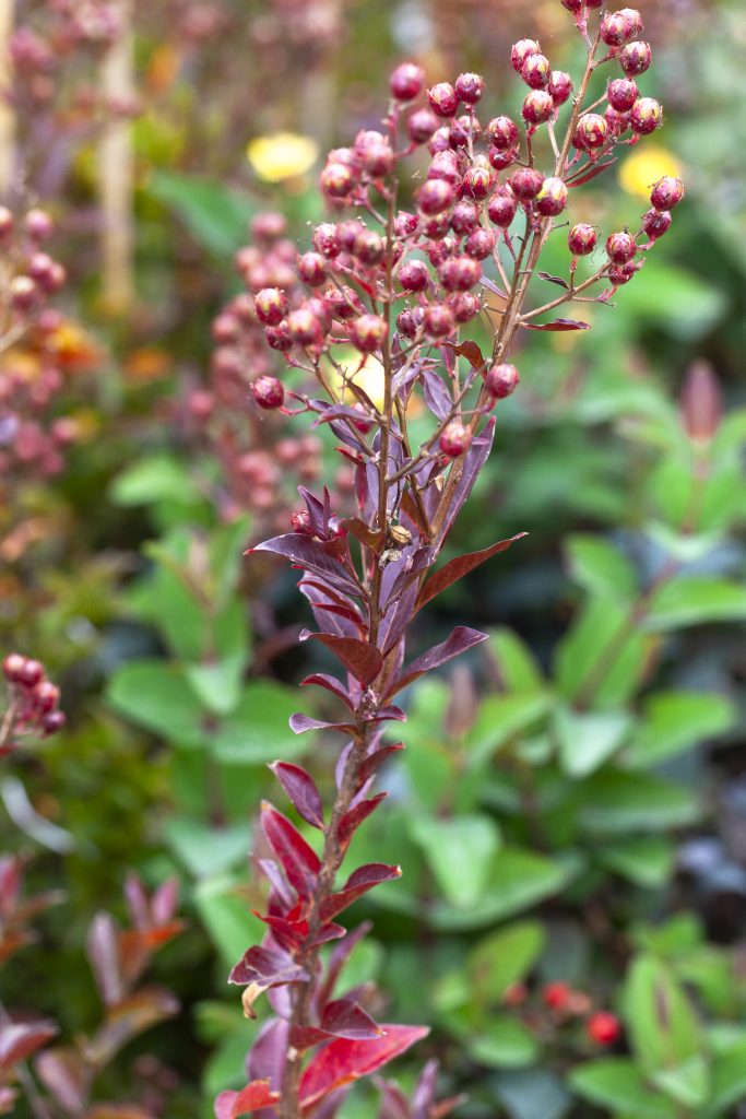Lagerstroemia, come crescerla e moltiplicarla