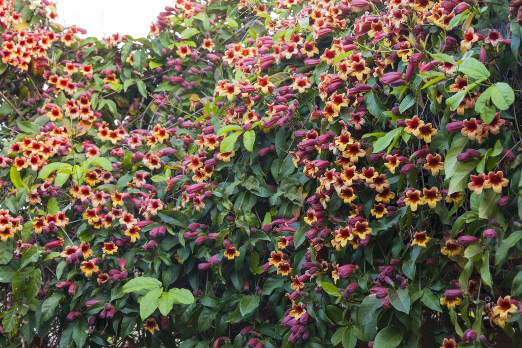 Campsis radicans