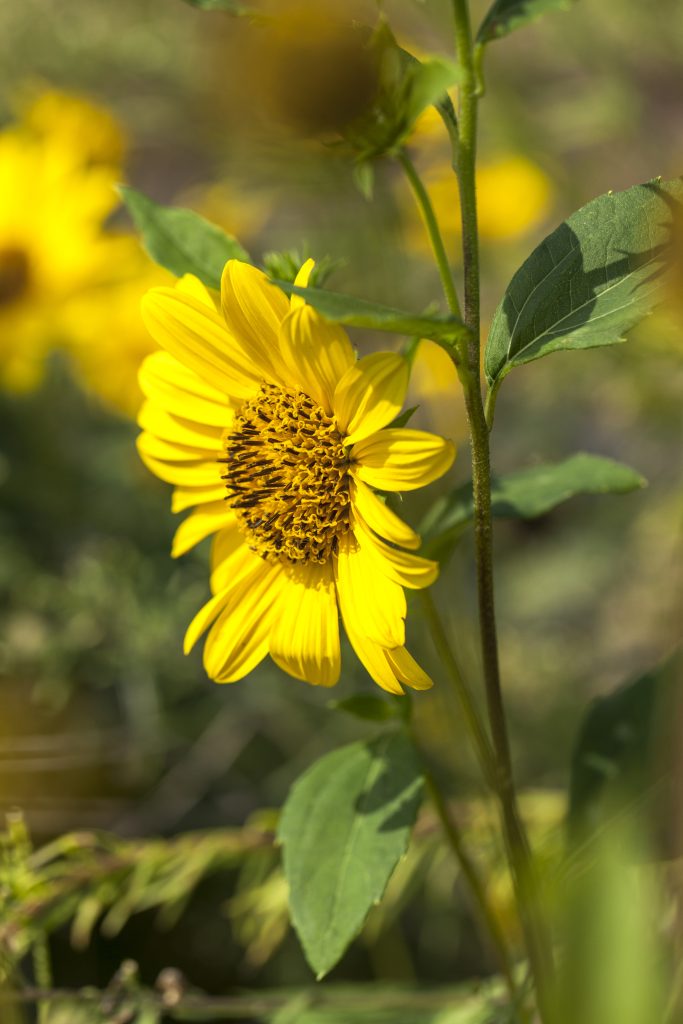 Girasole (Helianthus)
