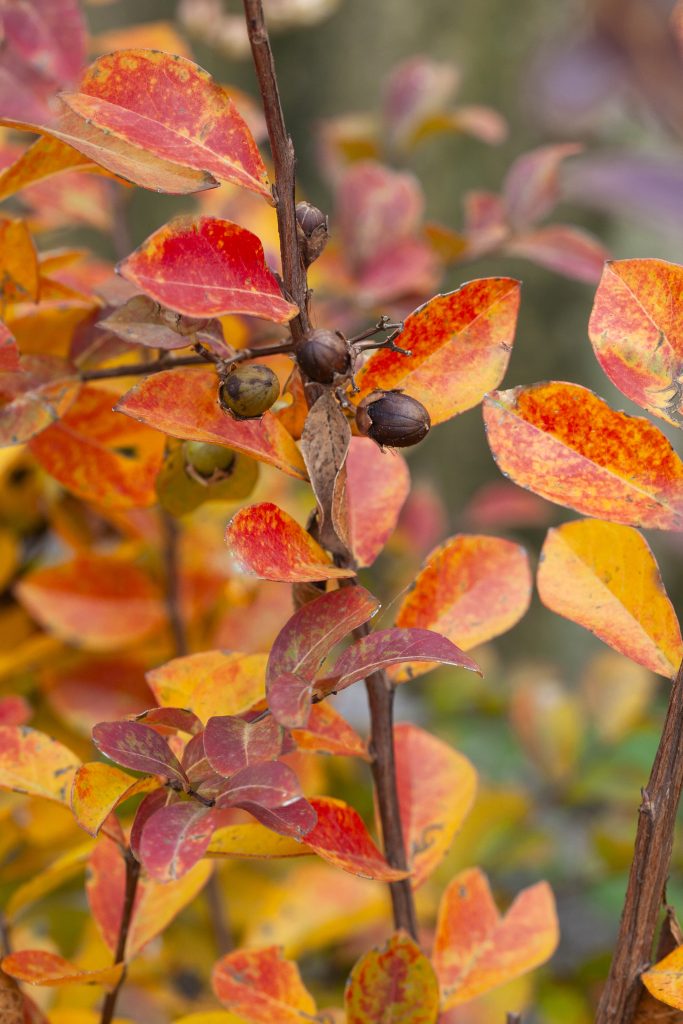 Lagerstroemia coltivazione cura