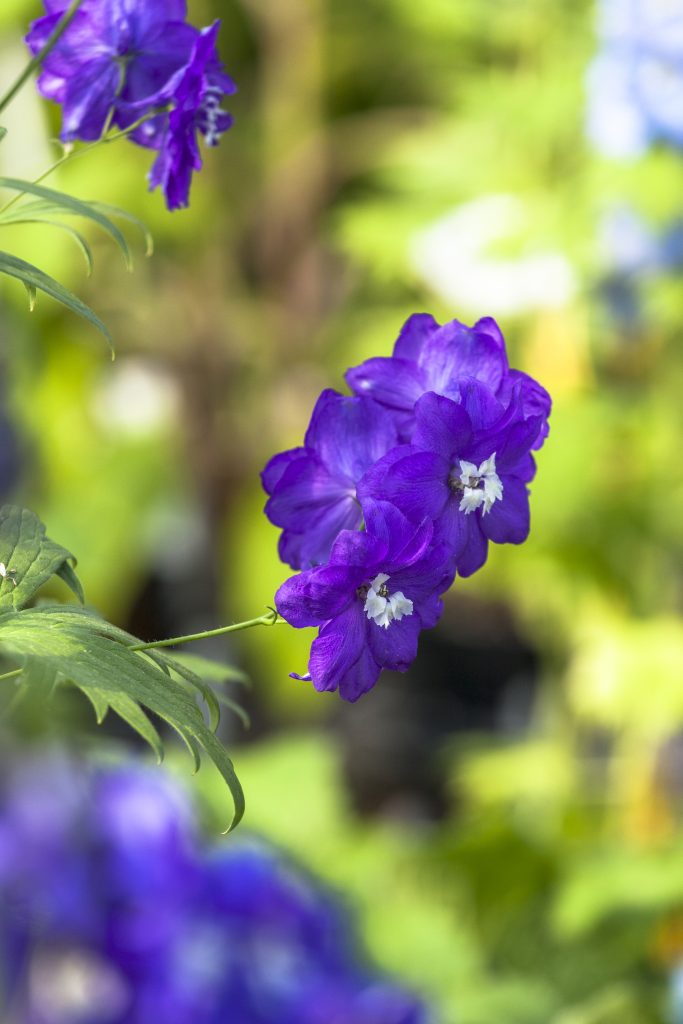 Delphinium Magic Fountain in fiore, varietà perenne dai toni viola 