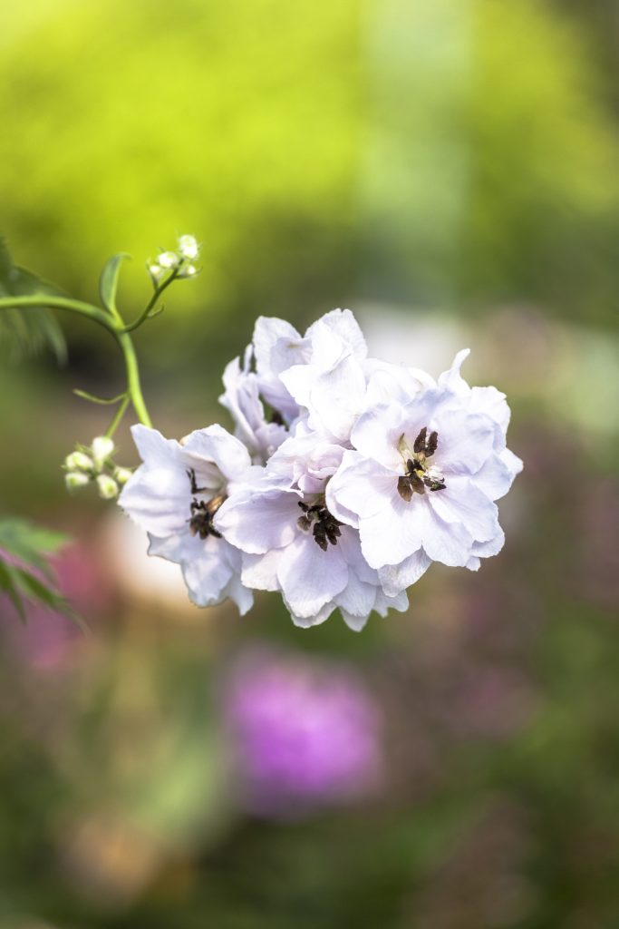Fiori belli per il giardino 