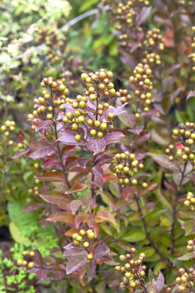 Lagerstroemia coltivazione cura