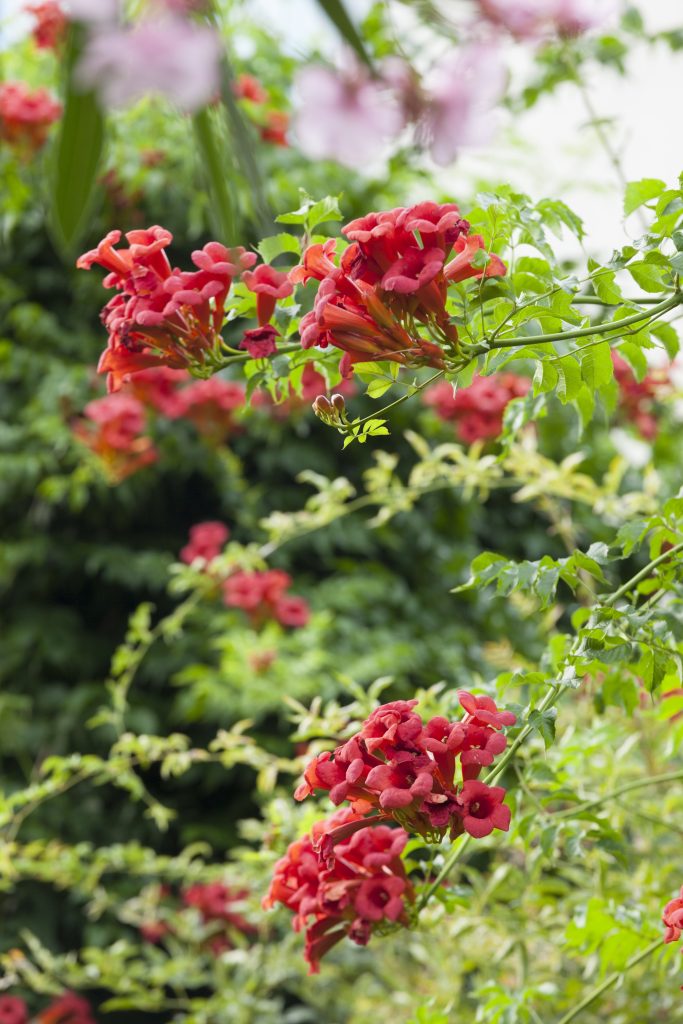 bignonia rampicante