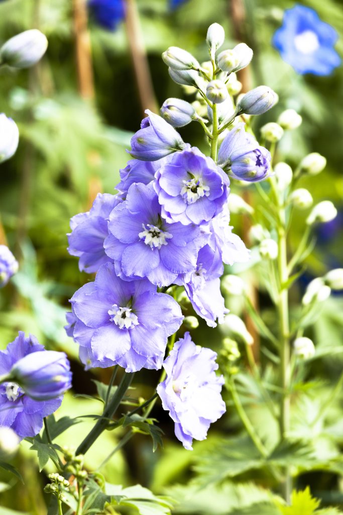 delphinium perenni