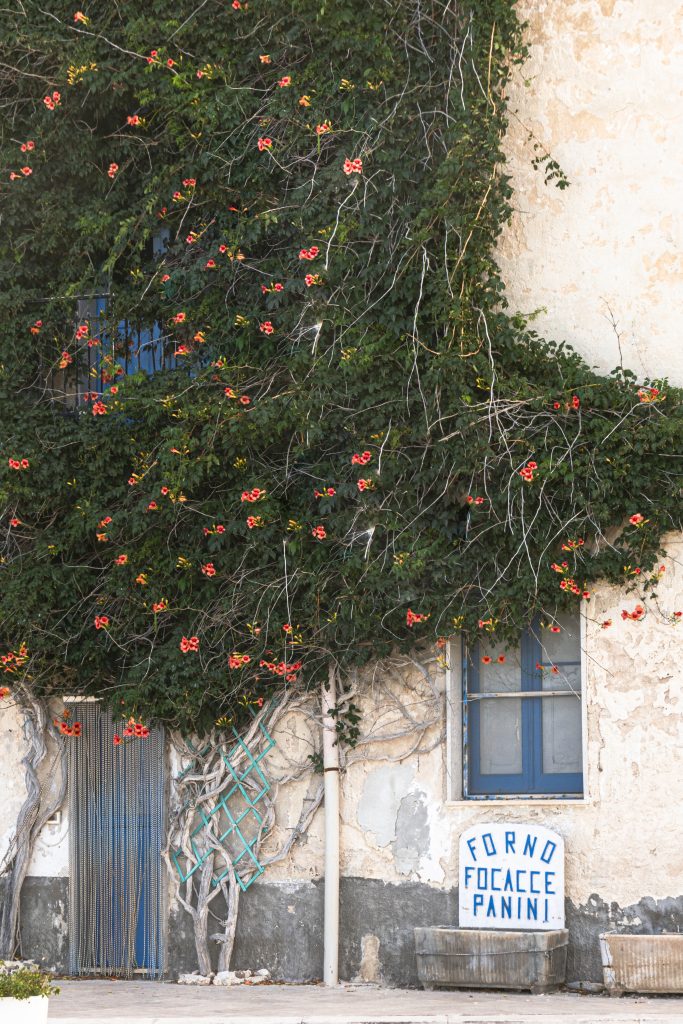 Chiamata 'bignonia', questa rampicante fiorisce in estate con grande vigore, offrendo un’esplosione di colore.