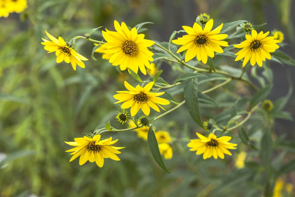 Crescita del girasole