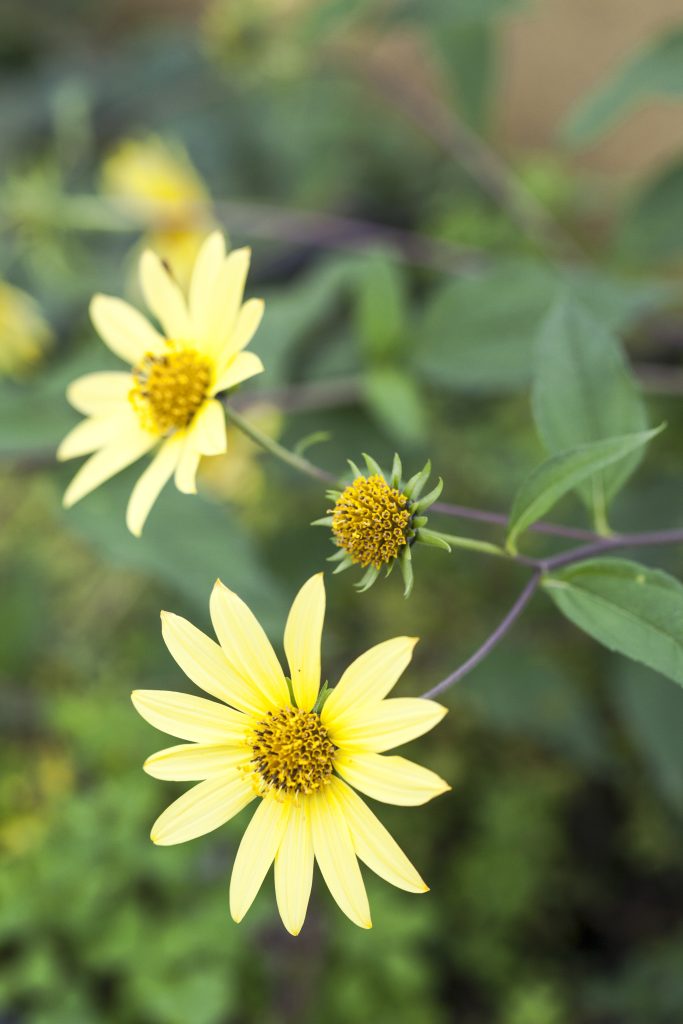Helianthus giardino