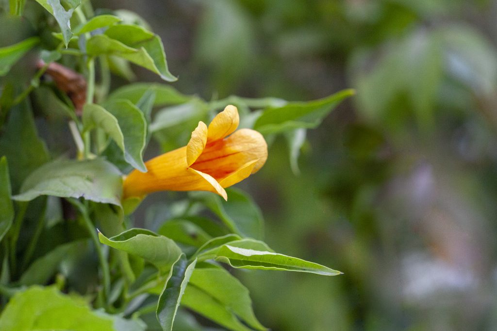 bignonia sempreverde