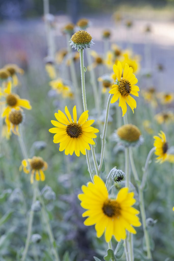 Varietà di girasole