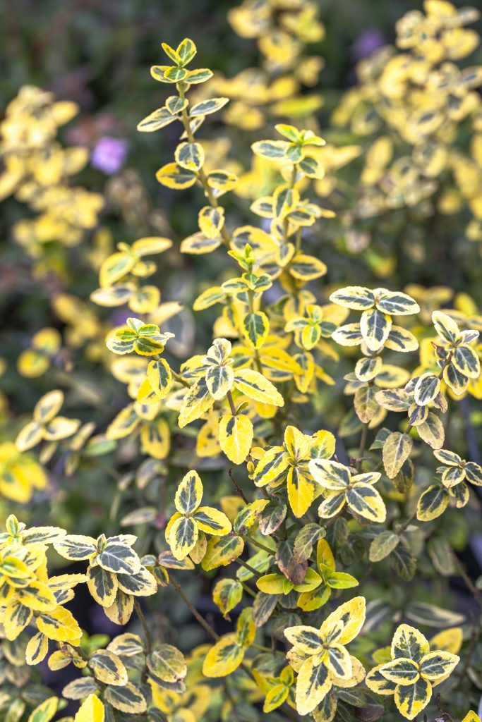 Evonimi, alberi e arbusti eleganti e resistenti, perfetti per giardini e case. Consigli per farli crescere al meglio