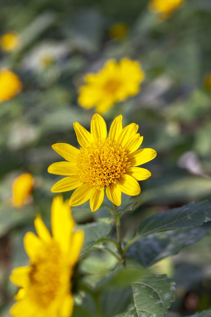 Helianthus in vaso