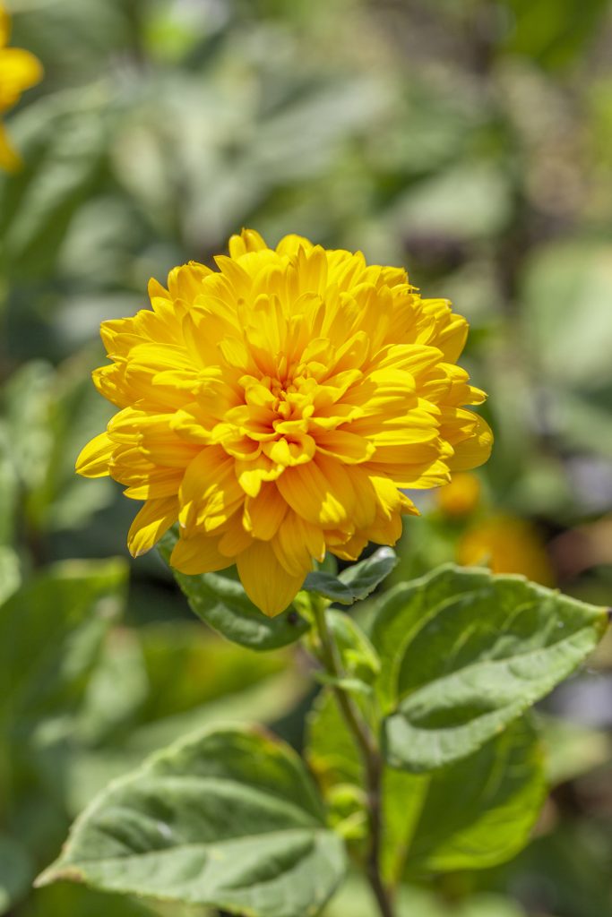 girasole in vaso