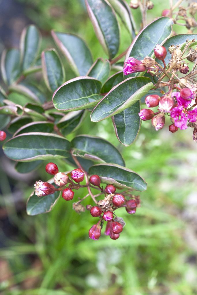 Lagerstroemia coltivazione cura