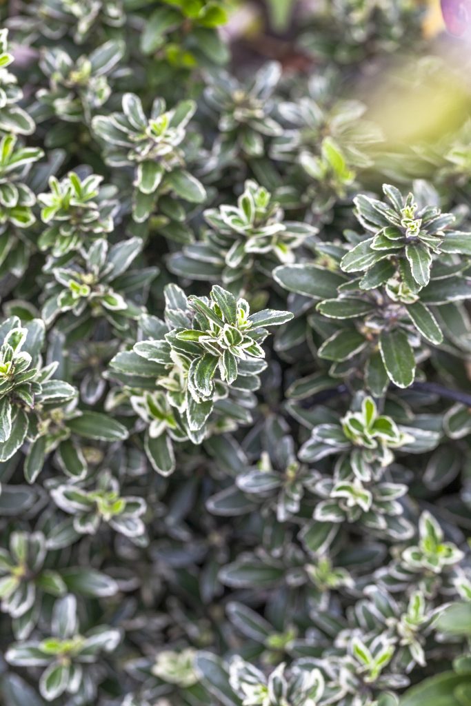 Gli evonimi, alberi e arbusti resistenti, arricchiscono giardini e case. Scoprite come farli crescere al meglio.