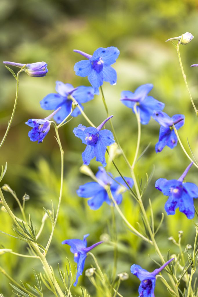 Delphinium come coltivarli 