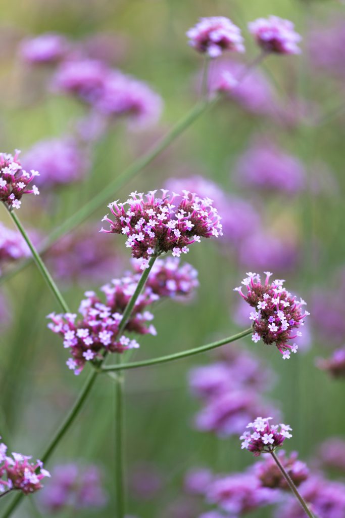 come-irrigare-verbena-in-estate