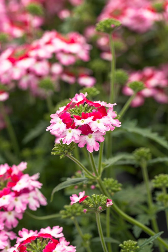 verbena consigli utili