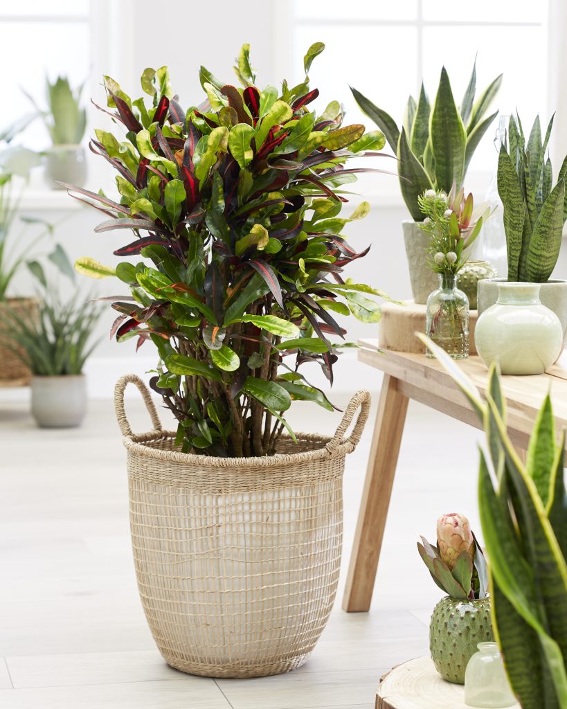 Codiaeum o croton facile da coltivare