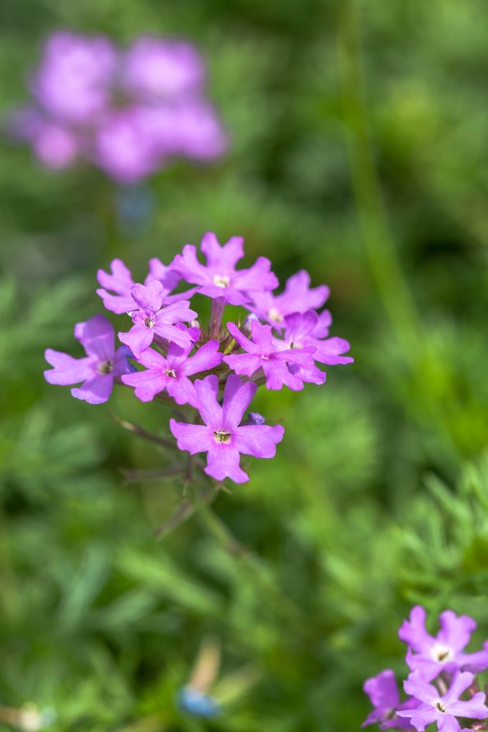 verbena-in-vaso-coltivazione-semplice