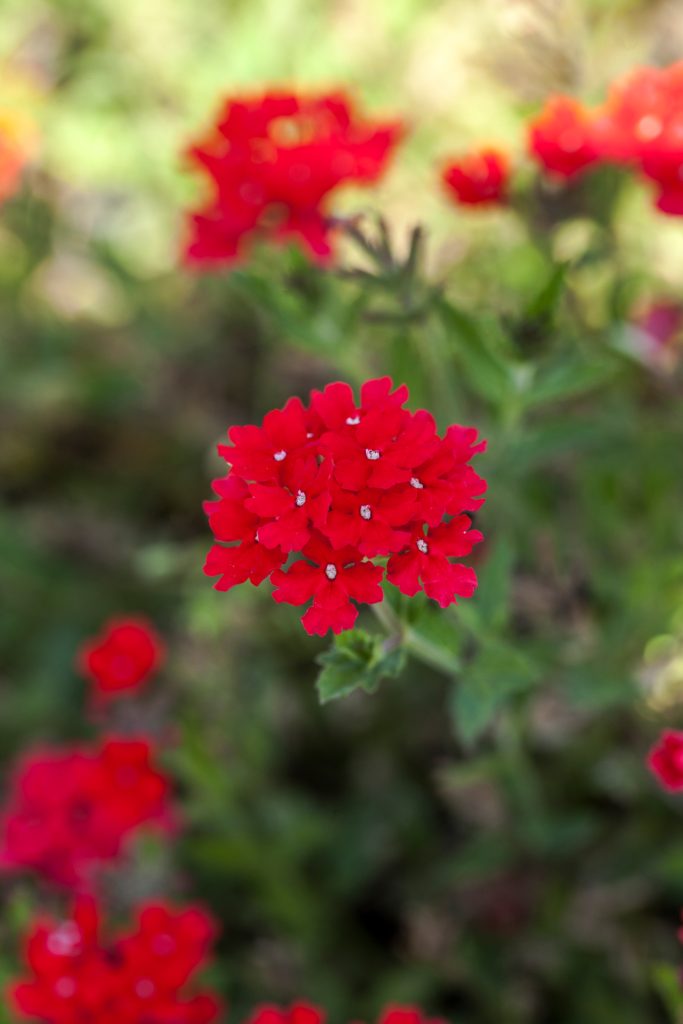 fioritura abbondante