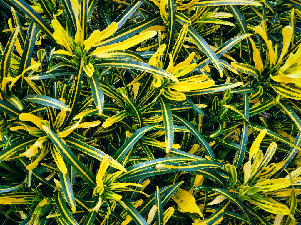 Codiaeum o croton facile da coltivare
